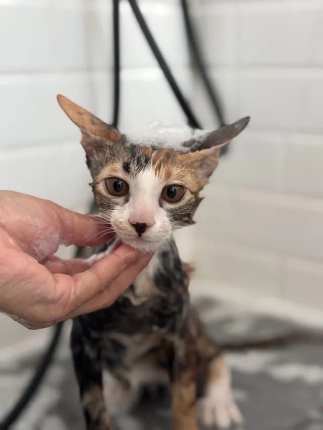 Pet’s Day grooming & hotel อาบน้ำพรีเมียม และ รับฝากเลี้ยงแมว สุนัข