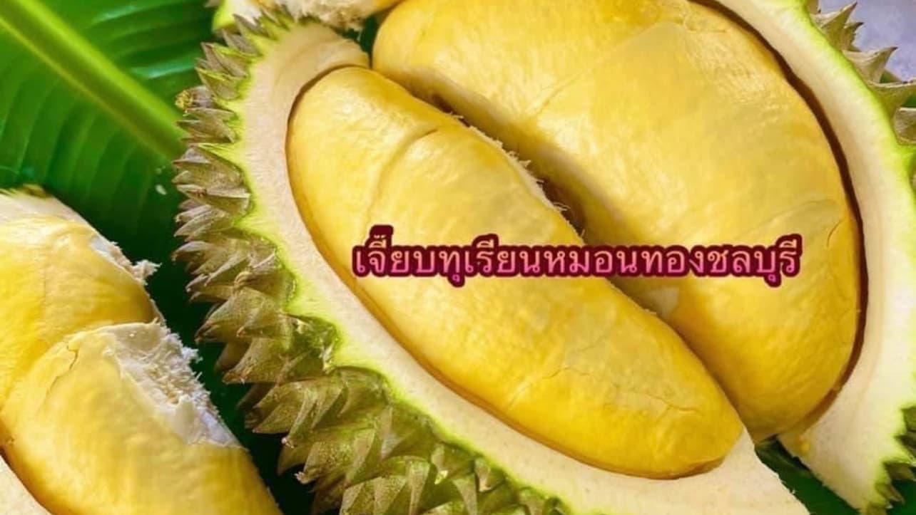 เจี๊ยบทุเรียนหมอนทองชลบุรี