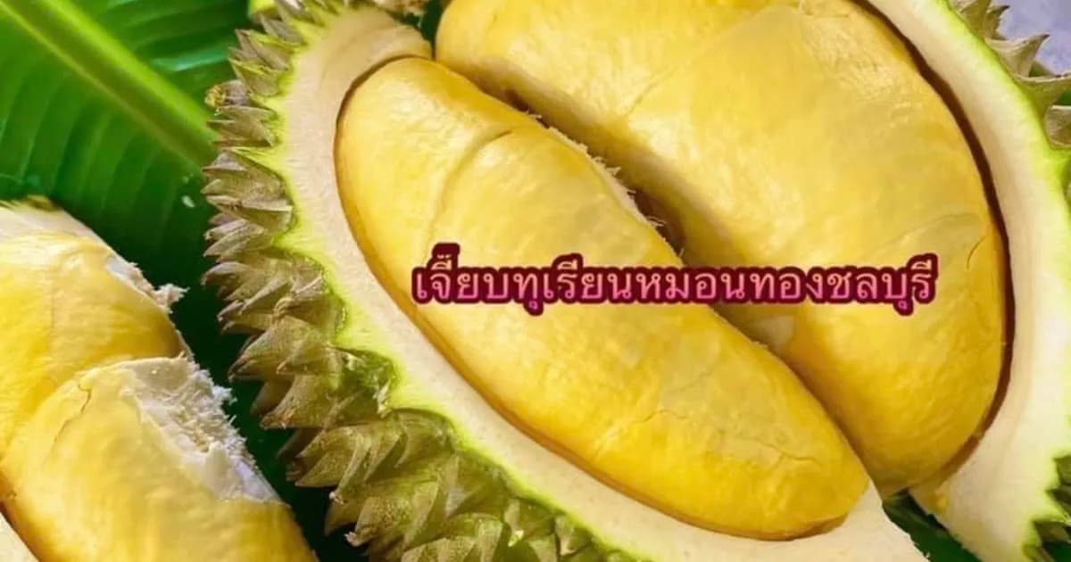 เจี๊ยบทุเรียนหมอนทองชลบุรี