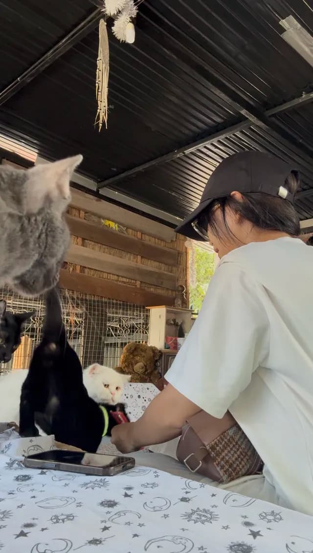 คาเฟ่แมวจรบ้านต้นไม้เพ้นต์