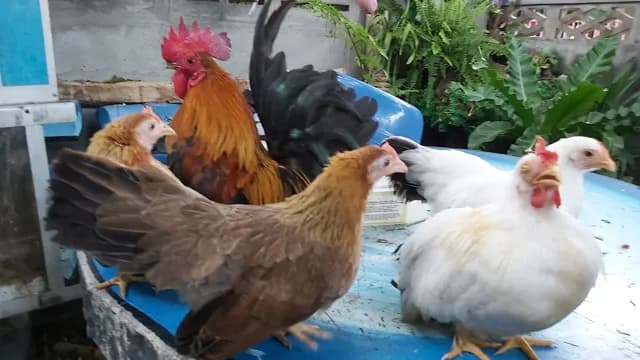ไก่แจ้สวยงามชลบุรี บางแสน คุณเบิร์ด