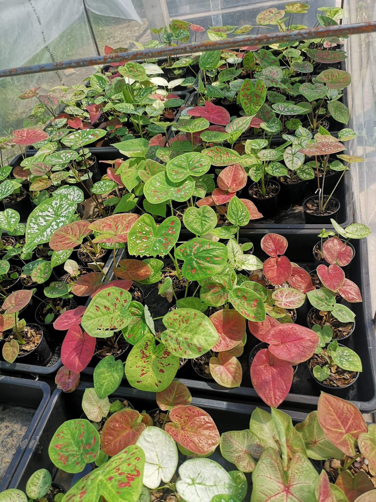 บอนสีเมืองชล Caladium Thailand