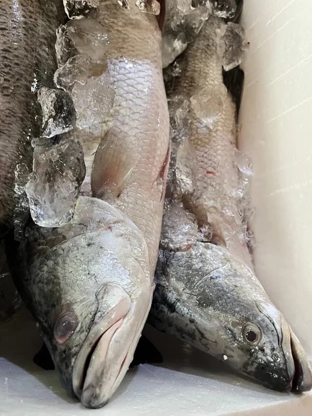 อาหารทะเลสด มหาสมุทรซีฟู้ด