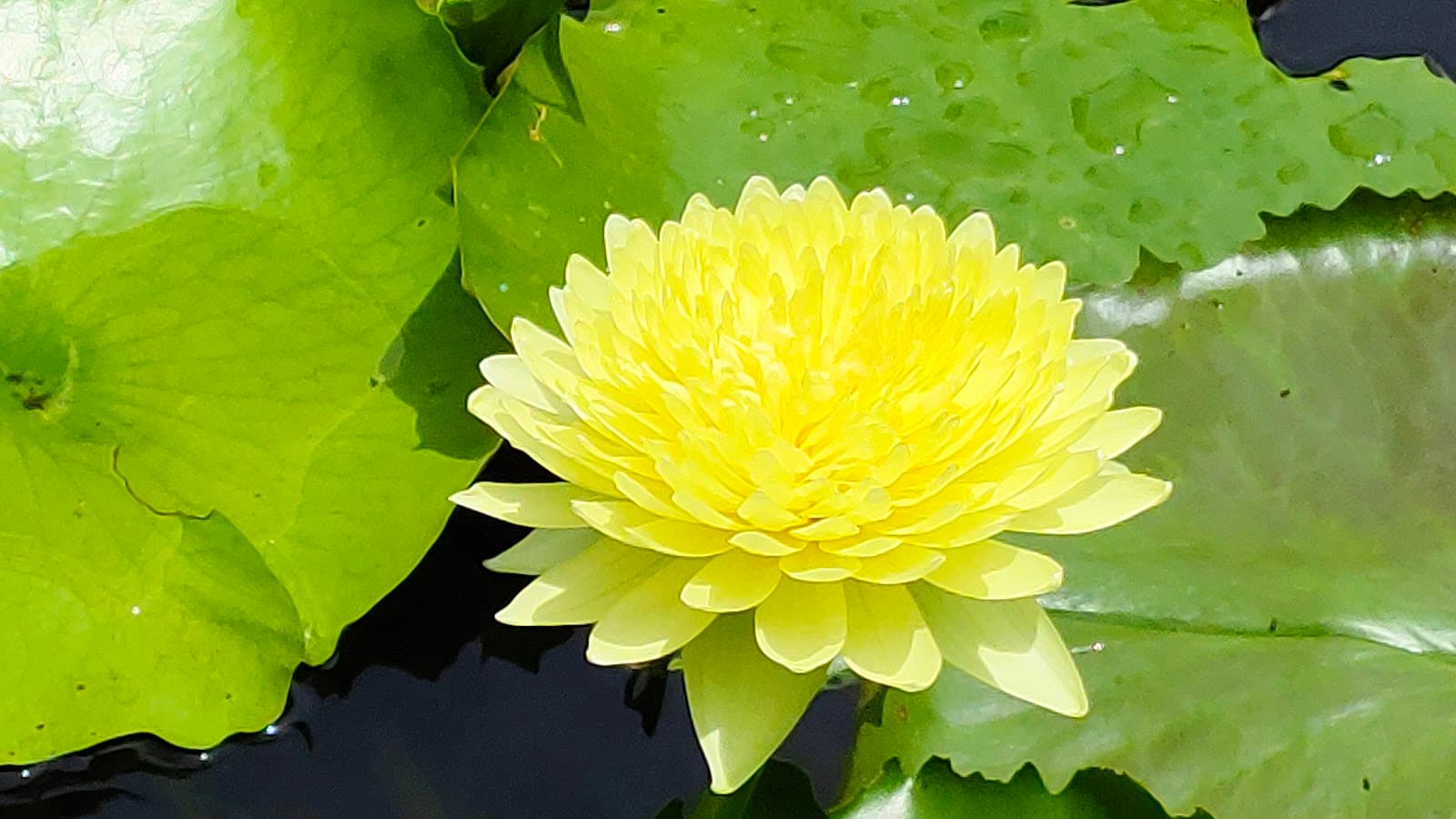 สวนมิตรสัมพันธ์