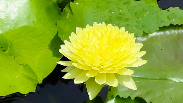 สวนมิตรสัมพันธ์