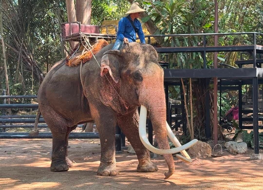 Pattaya Elephant Village