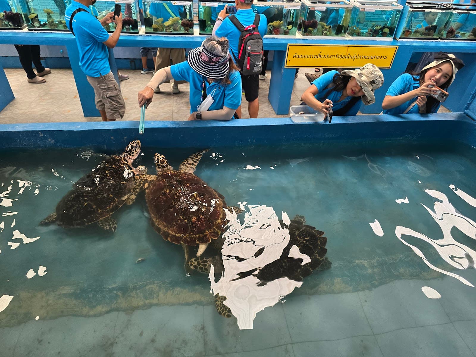 Sichang Marine Animal Bank