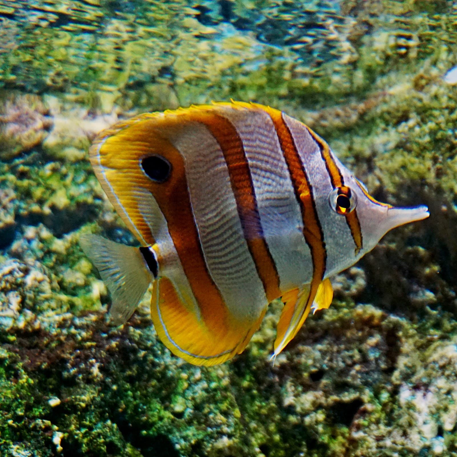 Institute of Marine Science (Bangsaen Aquarium)