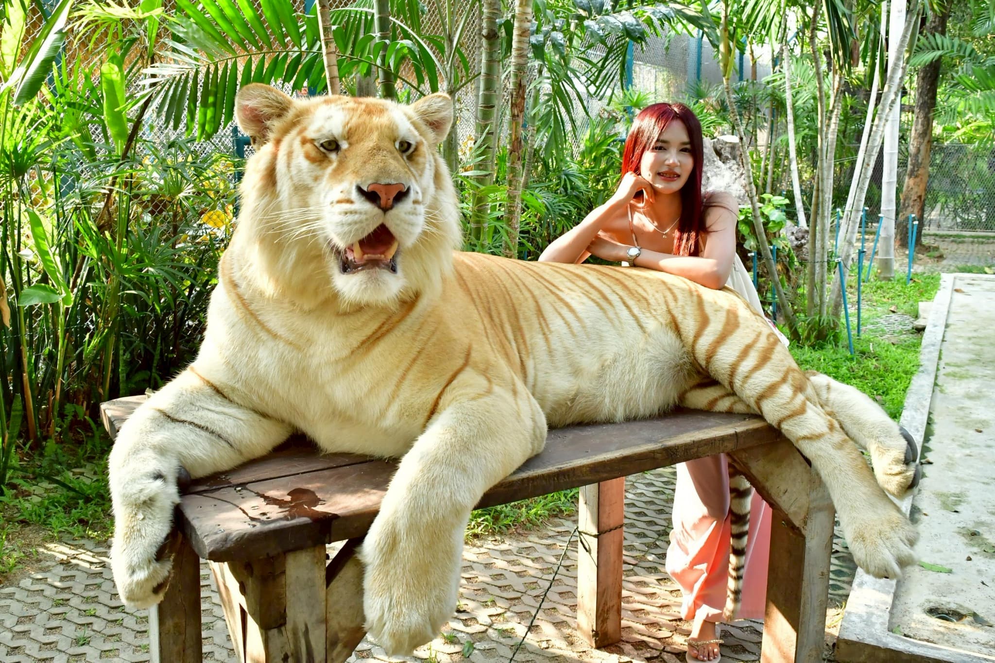 Tiger Park Pattaya