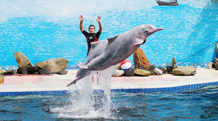 Pattaya Dolphin World